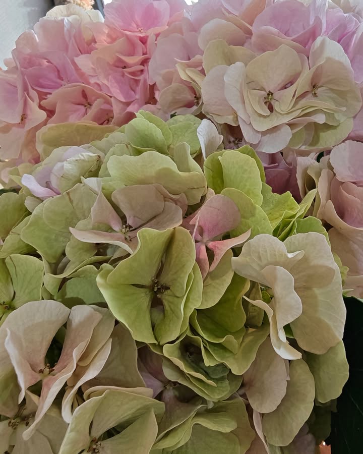 Ce week-end, l’hortensia est à l’honneur chez Rêve de...