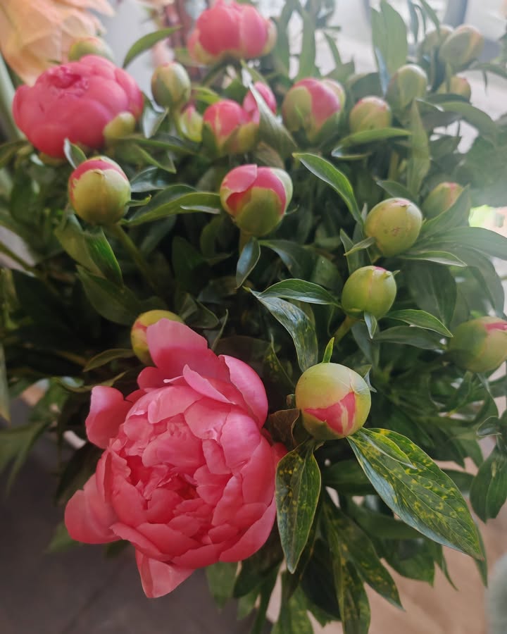 Les premières pivoines de l’année sont arrivées !...